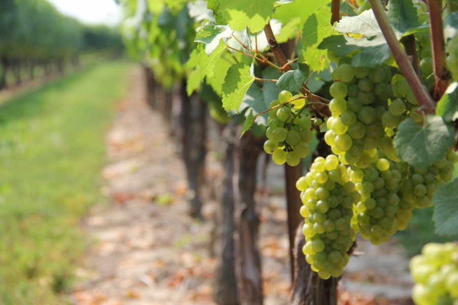 Финансова помощ по мярка „Инвестиции в предприятия“ от Националната програма за подпомагане на лозаро-винарския сектор